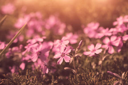 cute vintage violet flowers  macro shot の写真素材