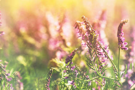 lavender meadow at sunset 