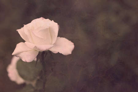 macro shot of cute white rose in retro style の写真素材