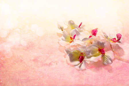 white orchids on a gentle pink background の写真素材