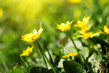 delicate sunny yellow spring flowers  macro shot 