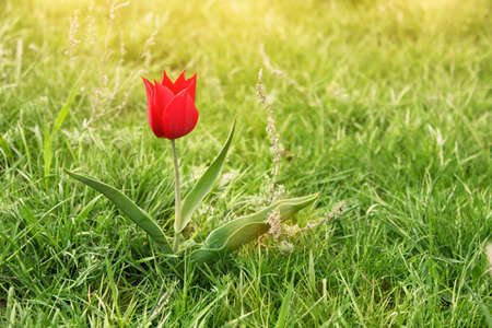 cute wild red tulip in prairie at sunset time 