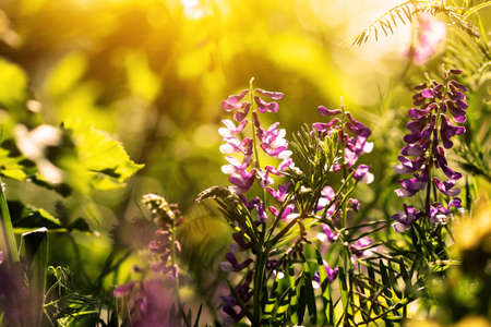 cute lavender flowers の写真素材