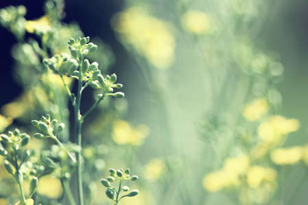 meadow plants の写真素材