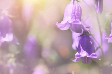bluebell flowers の写真素材