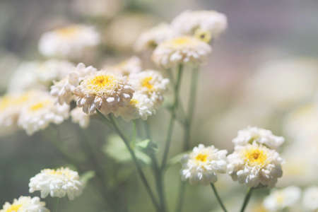 cute delicate chamomile flowers の写真素材