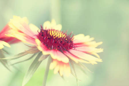 delicate flower in vintage style の写真素材