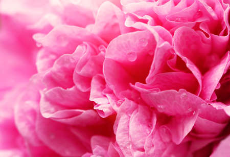 abstract pink flower petals  macro shot の写真素材