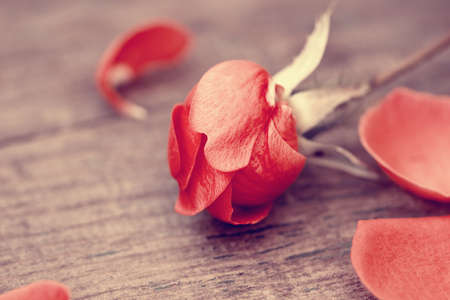 autumnal red rose close up