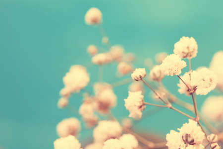 vintage adorable small white flower buds の写真素材