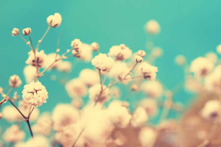 vintage lovely small white flower buds close up の写真素材