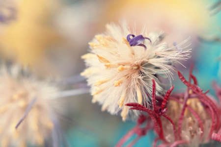 cute fluffy flower bud の写真素材