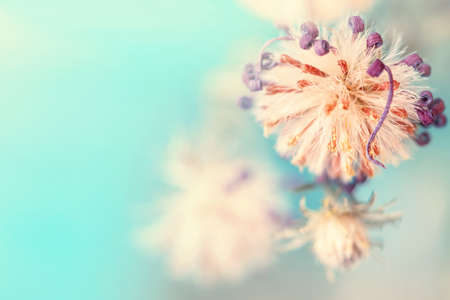 dried autumnal fluffy flower bud の写真素材