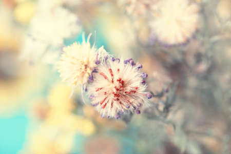 beautiful fluffy flower bud の写真素材