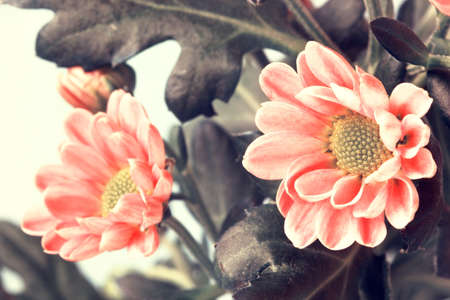 pale red beautiful flowersの写真素材