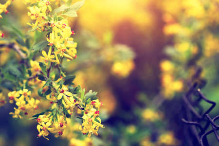 blooming currant in the gardenの写真素材