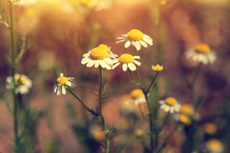 small chamomiles at sunsetの写真素材