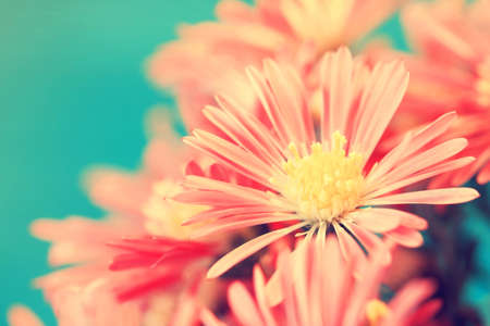 red vintage aster flower