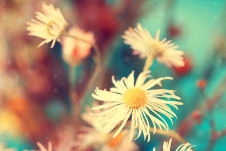 small adorable white chamomiles close upの写真素材