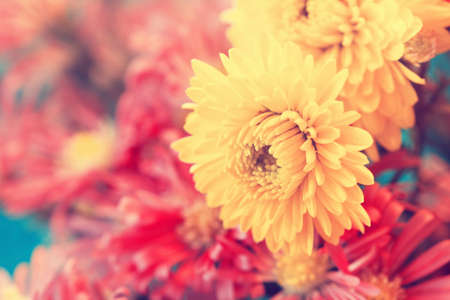 yellow asters close upの写真素材