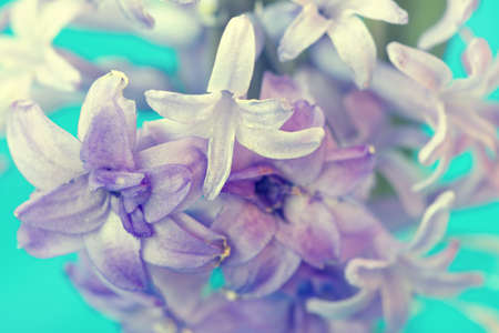 tender fragile violet flowers close up 