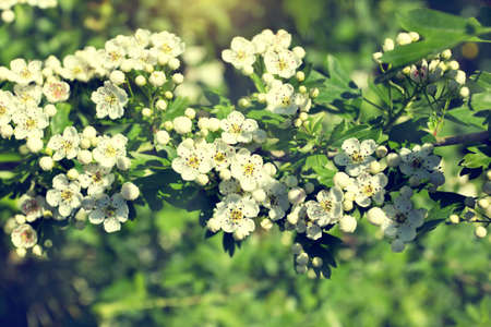Branch with white flowers in a parkの写真素材