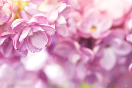 Delicate lilac flower close upの写真素材
