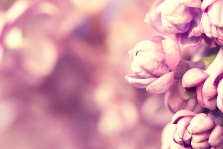 tender gentle lilac flowers, macro shotの写真素材