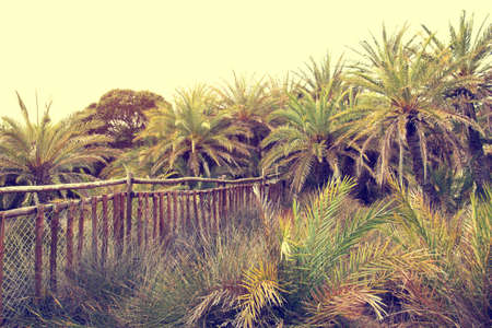 wild palms