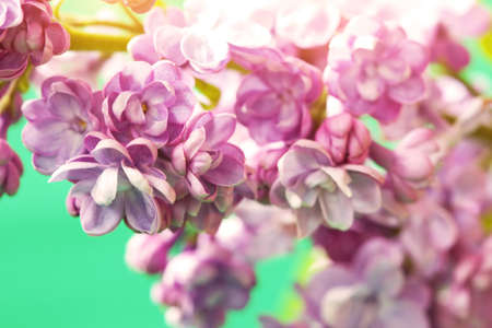 delicate lilac flowers の写真素材