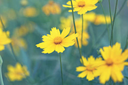 yellow summer flowers in a fog の写真素材