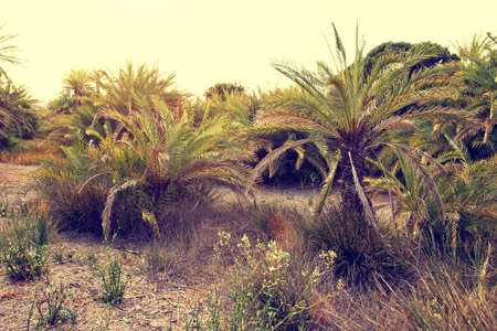 dried wild palms