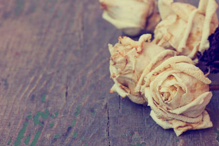 dried white roses on a wooden background の写真素材