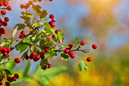 Hawthorn tree twigの写真素材