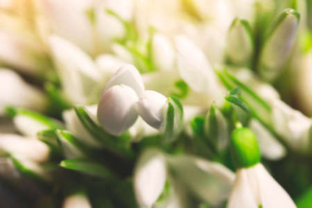 snowdrops, macro shotの写真素材