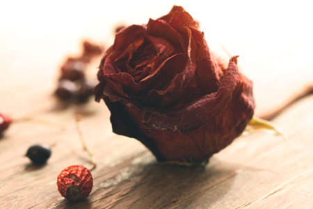 dried red rose, macro shot