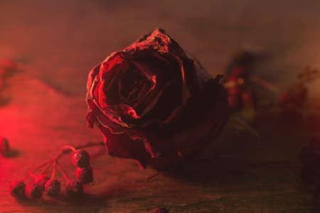 dried red rose close upの写真素材