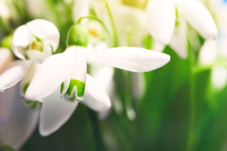 gentle snowdrops close upの写真素材