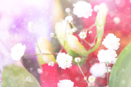 delicate white small flowersの写真素材