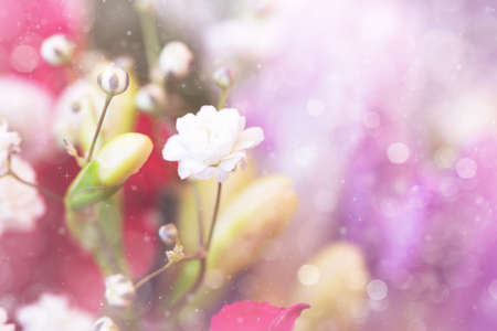 lovely white small flowersの写真素材