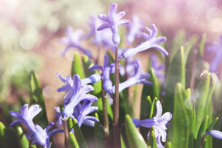 soft blue flowers