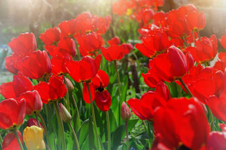 lovely blooming tulipsの写真素材