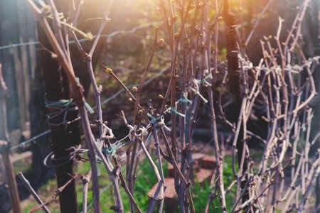 grapevine in a gardenの写真素材