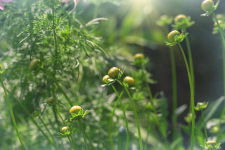 cute flower buds close upの写真素材