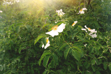 Blooming bush in a parkの写真素材