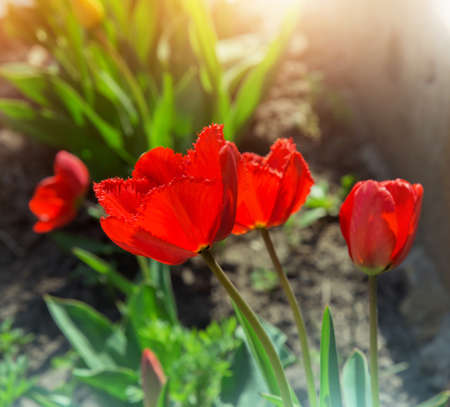 Red tulips blooming in a gardenの写真素材