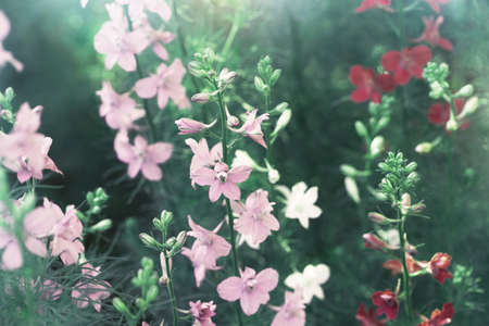 Blooming delphinium flowers