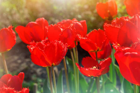 Red spring tulips, closeupの写真素材