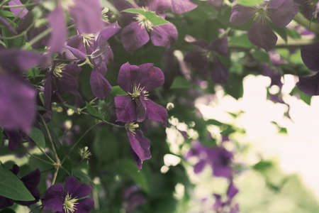 clematis flower in a gardenの写真素材