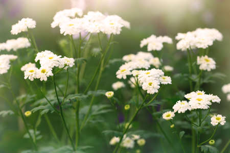 flowering chamomilesの写真素材